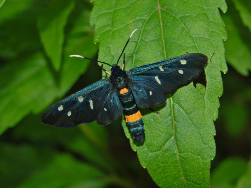 Amata phegea, Erebidae Arctiinae